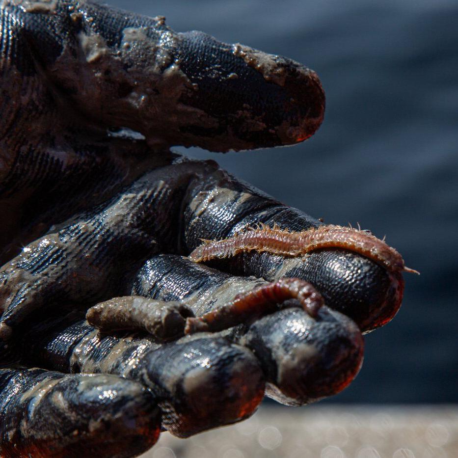 Making mud sexy: Scientists search for climate change answers in Quebec sea floor